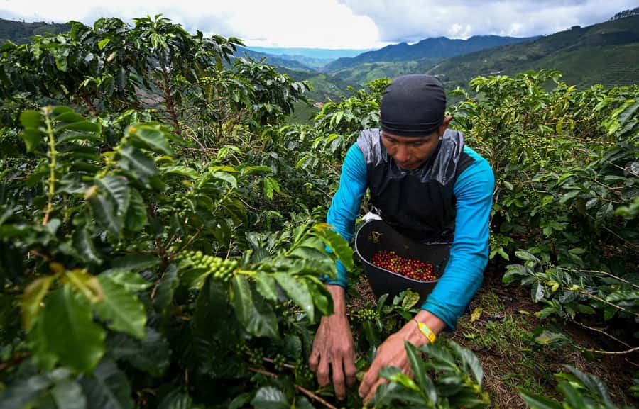From Bogota: 5 hour guided coffe farm tour - All included - Stop 1 in Bogotá, and what to watch for on pickup days