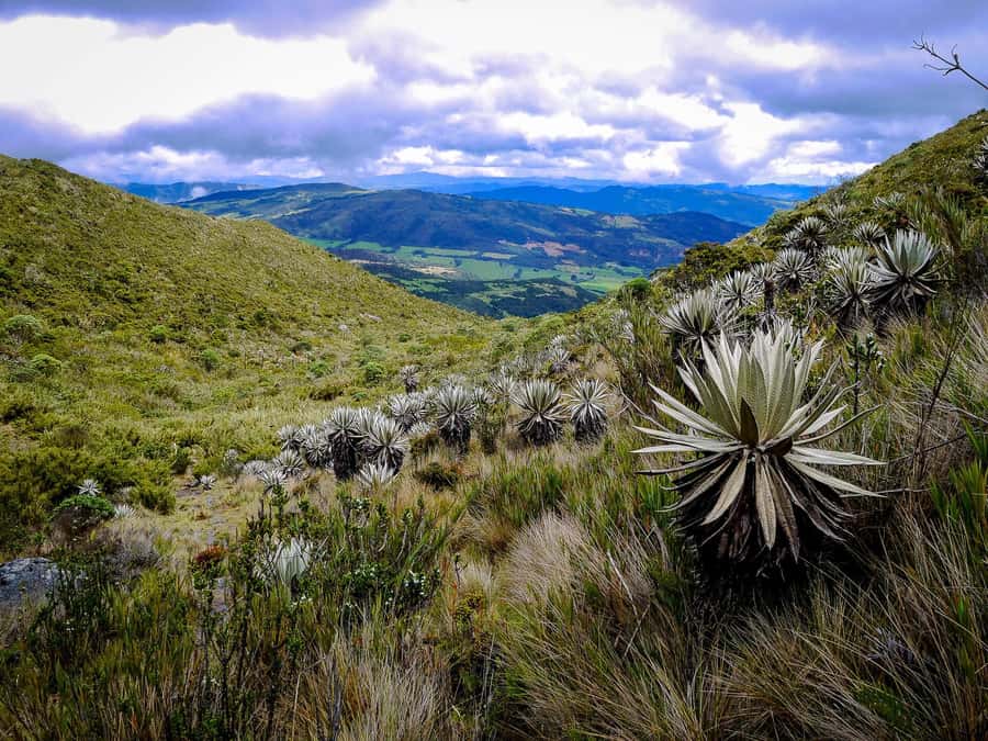 From Bogotá: Chingaza National Park Eco Tour - From Bogotá pickup to the drive up, count the time carefully