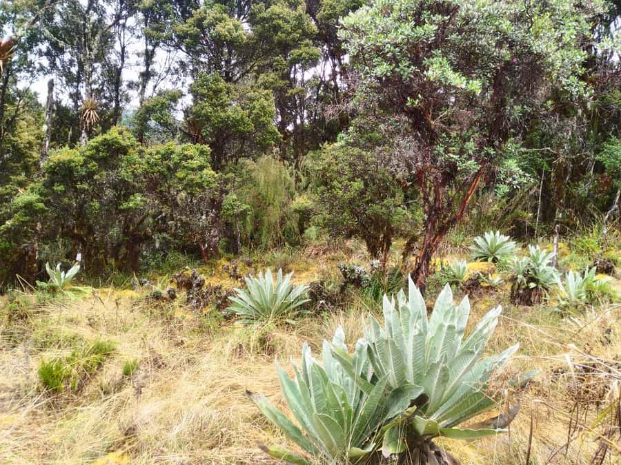 From Bogotá: Chingaza National Park Eco Tour - What’s included, what’s not, and how to pack smart
