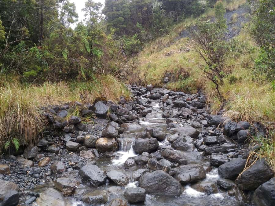 From Bogotá: Chingaza National Park Eco Tour - Who should book this eco tour, and who should skip it