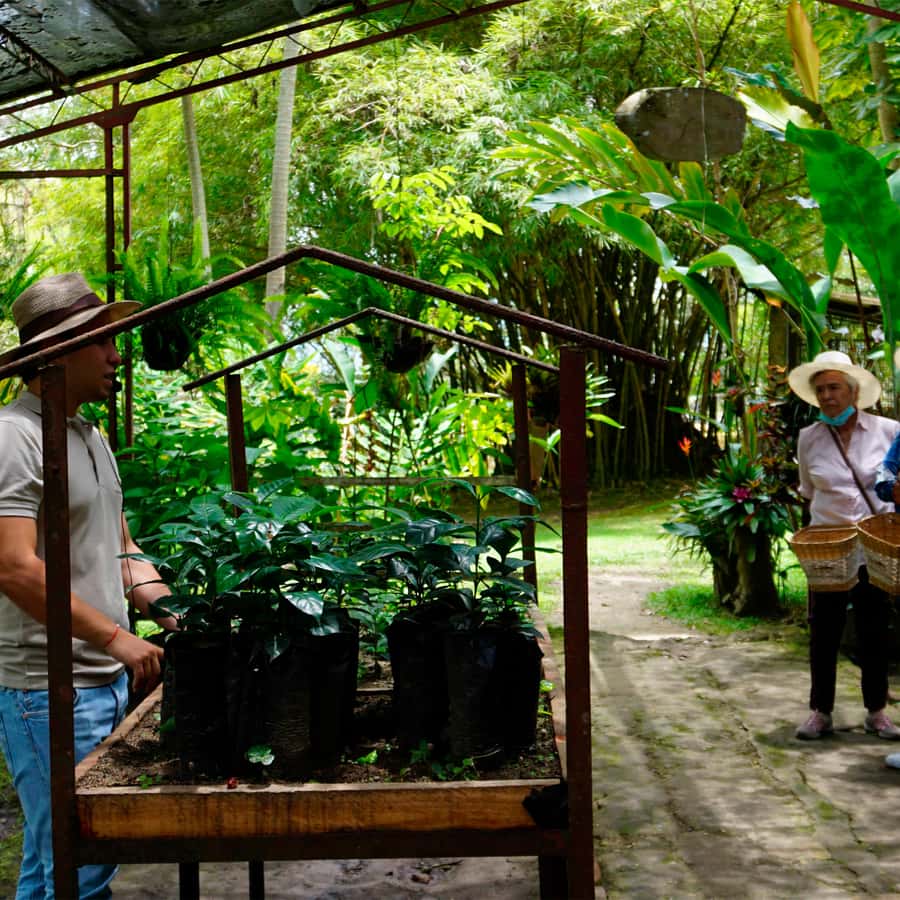 From Bogotá: Coffee Farm and Tequendama Falls Tour - Coffee liquor tasting: a sweet, heady finish