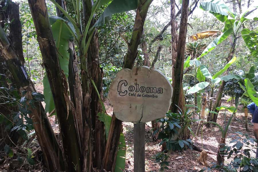From Bogotá: Coffee Farm Experience Private Day Tour - Hacienda Coloma: what the guided farm walk is really teaching you