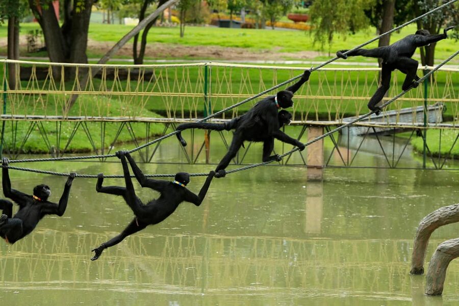 From Bogota: Jaime Duque Park and zoo with ticket included - Museum of Man in the Universe: Cosmos and Human History, in Scenes