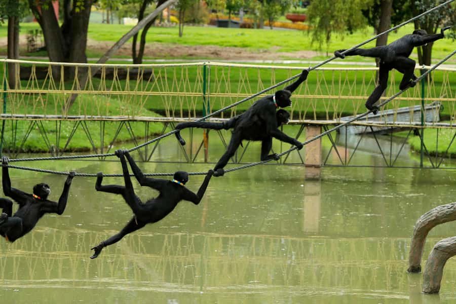 From Bogota: Jaime Duque Park and zoo with ticket included - Price and Value: Is $124 Worth It?