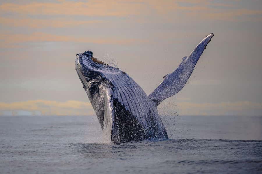 From Cali: Whale Watching Day Trip in Buenaventura - Price and Logistics: What Your $500 Buys