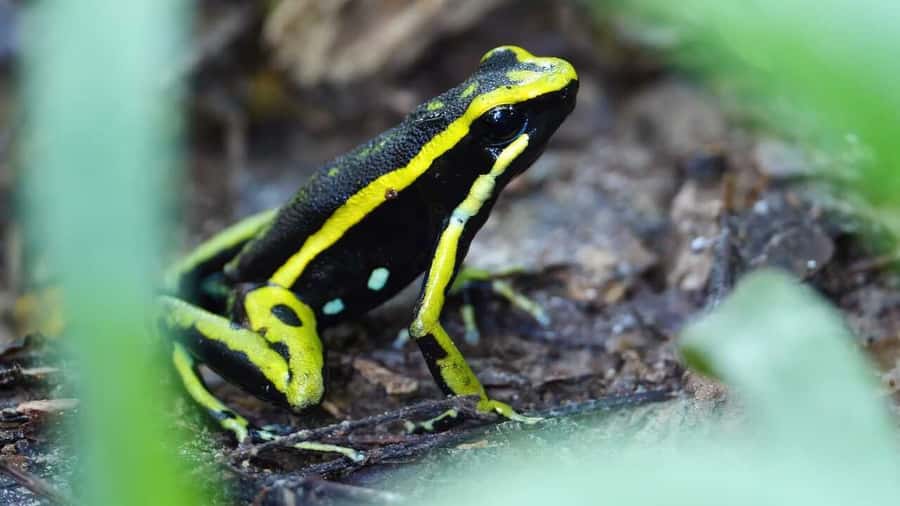 From Leticia: Wild Amazonas Adventure 4-Day Tour - Day 1: Leticia, Tabatinga border, rainforest hike, and a Maloka night