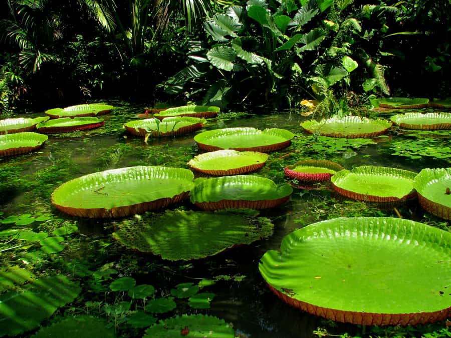 From Leticia: Wild Amazonas Adventure 4-Day Tour - Day 4: Natutama community project, then back to Leticia