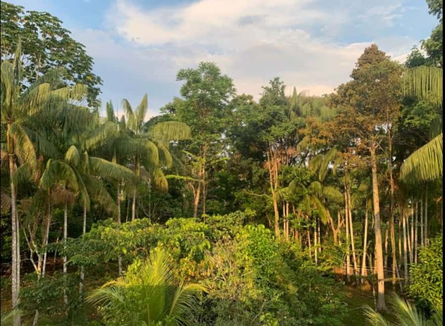From Leticia: Wild Amazonas Adventure 4-Day Tour - Food and traditions, beyond checklists