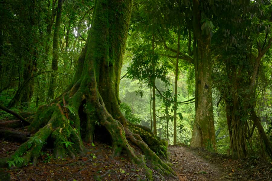 From Leticia: Wild Amazonas Adventure 4-Day Tour - Price and what you actually get for $789