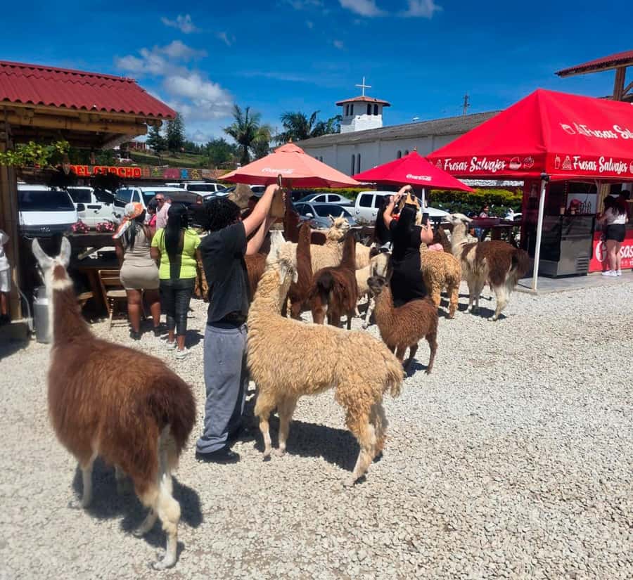 From Medellin: Guatapé & Peñol Rock with Boat & farm animals - Peñol-Guatapé Dam to boat time: the reservoir is the star of the middle