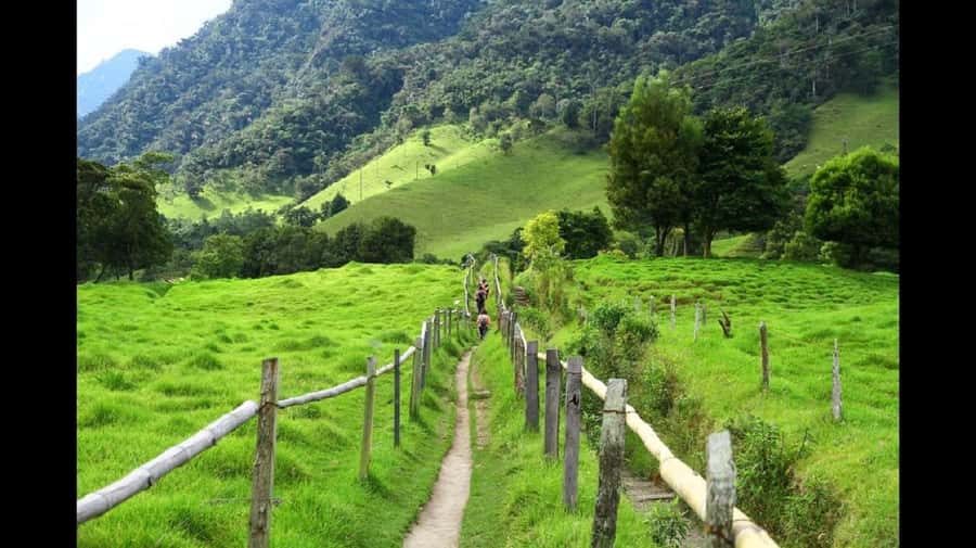 From Salento: Cocora Valley Hiking Tour with Lunch - The wax palm talk: how your guide turns views into context