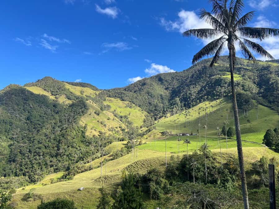 From Salento: Cocora Valley Shared Tour - Price check: is $69 good value for Cocora from Salento?