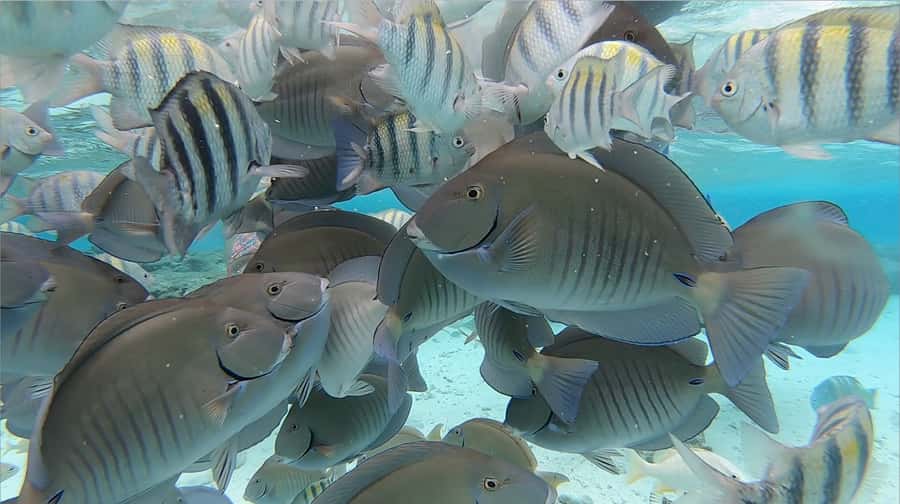 From San Andres: Cayo Acuario Tour - Key points to know before you go