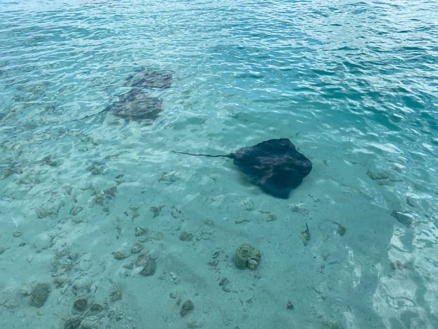 From San Andres: Cayo Acuario Tour - The speedboat ride: short time, strong sun, quick transition