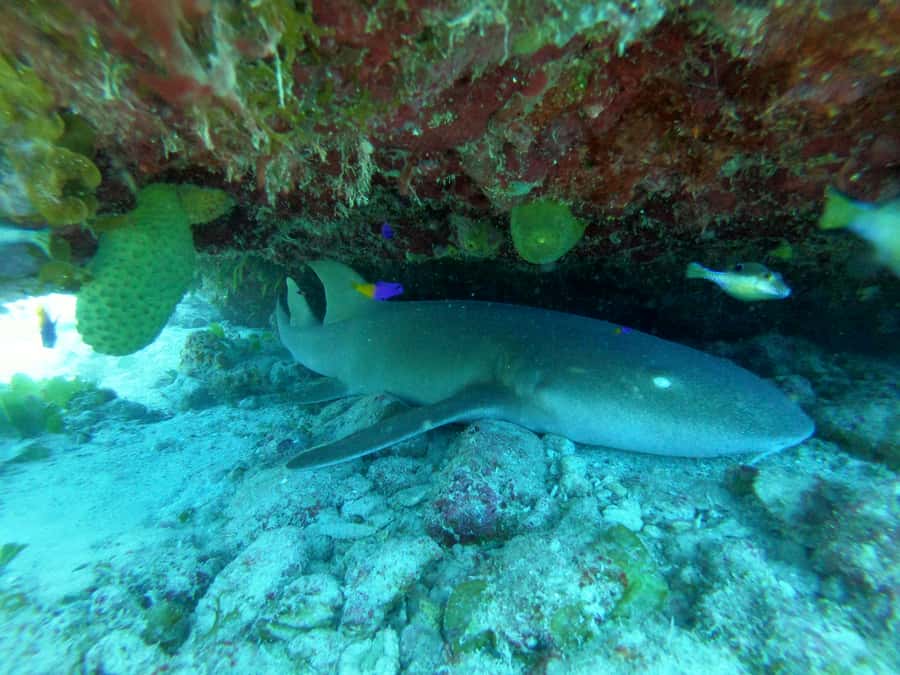 From San Andres: Cayo Acuario Tour - No snorkel guide: how to make the water time work for you