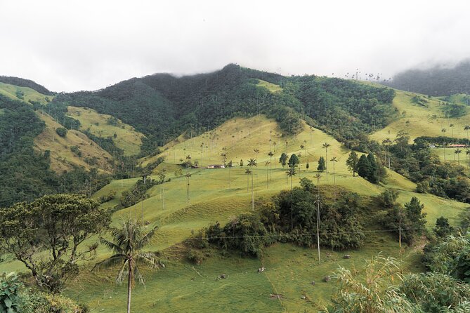 Full Day Climbing The Cocora Valley with Lunch - Getting There From Salento by Jeep in About 25 Minutes