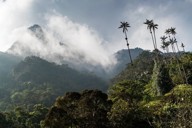 Full Day Climbing The Cocora Valley with Lunch - Price and Value: What $127 Includes, and Why It Can Be Worth It