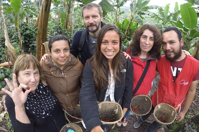 Full-Day Private Coffee Tour in Cocora Valley and Salento - Valle de Cocora walking: wax palms, wildlife calls, and real trail time