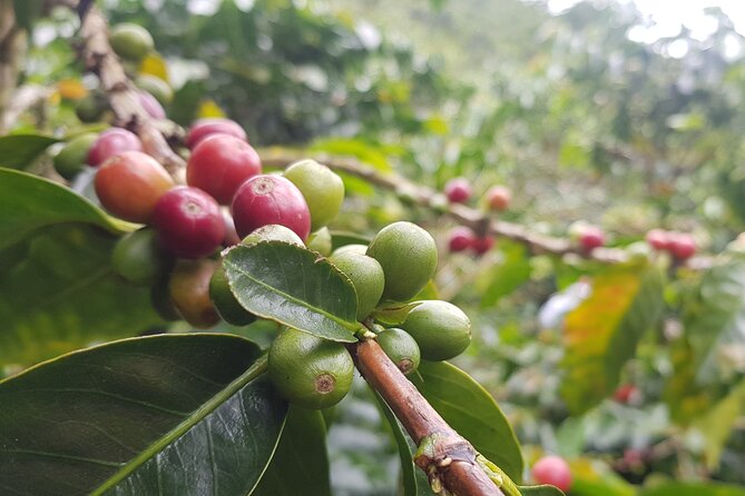 Full Day Private Tour to Guatapé and El Peñol - Stop 1: The coffee farm near Peñol, from cultivation to tasting