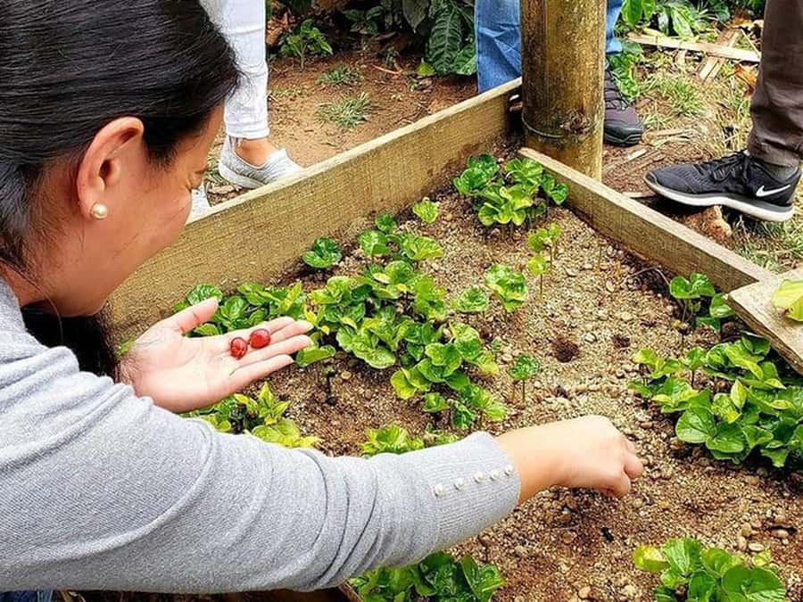 Guatapé & Coffee Farm, all in one day - Price and Value: Why $157 Makes Sense for This Mix of Access