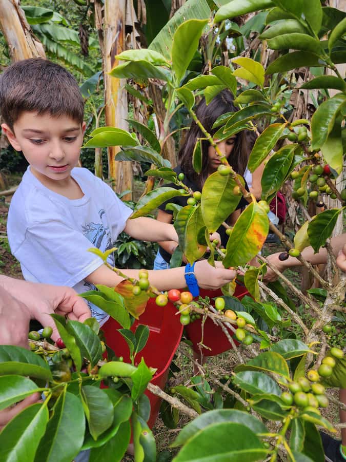 Guatape Coffee Villa including Rock Town & Waterfall - Should You Book This Guatapé Coffee Villa Tour?