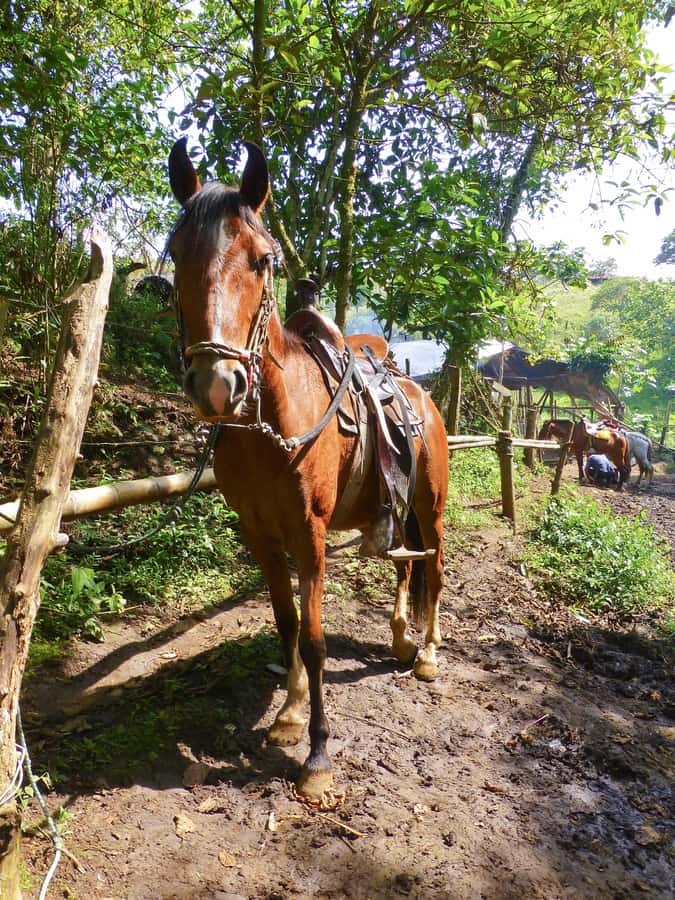 Horseback Riding Tour and visit to Tablón, Chaquira, Pelota - Price and value: what $90 buys you in real-world terms