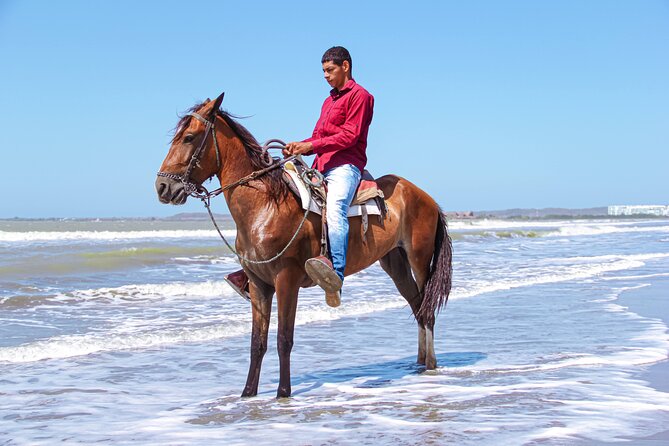Horseback Riding Tour through the Beaches of Cartagena de Indias - Feeding the Horses and the Drink Stop: What Happens After the Ride