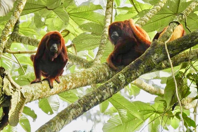 Howler Monkey Tour On The Barba Reserve - Bremen Of Philandia - Key highlights you’ll care about