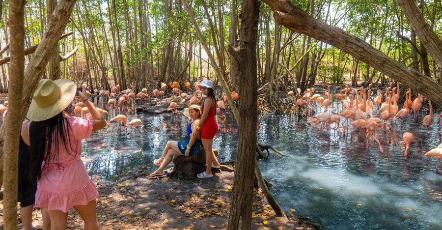 Isla Barú: Beach Club Access and Tour of the National Aviary - Should you book Isla Barú plus the National Aviary?