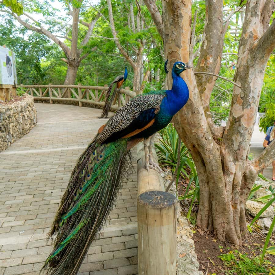 Isla Barú: Beach Club Access and Tour of the National Aviary - Bird Day in Barú and Cartagena, done the smart way