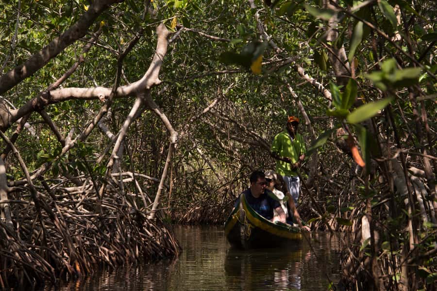 La Boquilla: 3-Hour Canoe Tour through the Mangroves - Key highlights at a glance