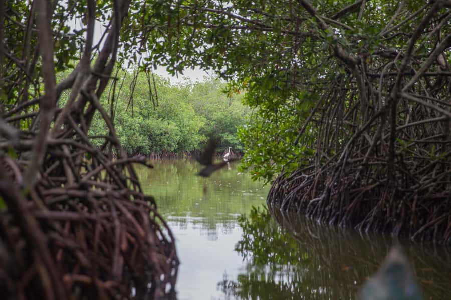 La Boquilla: 3-Hour Canoe Tour through the Mangroves - La Boquilla mangroves: a different side of Cartagena