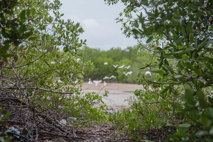 La Boquilla: 3-Hour Canoe Tour through the Mangroves - On the water with local fishermen: what the guide adds