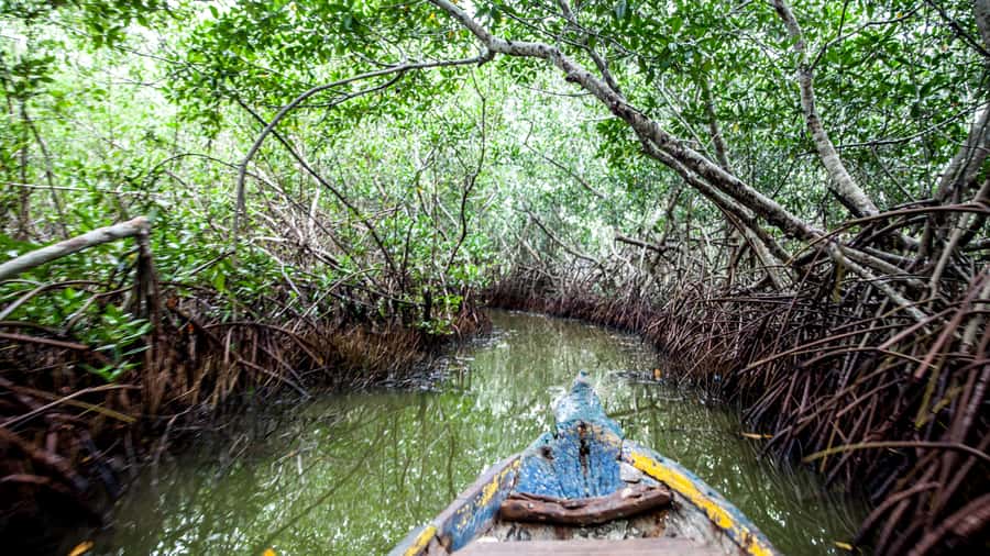 La Boquilla: 3-Hour Canoe Tour through the Mangroves - Price and value: is $159 worth it?