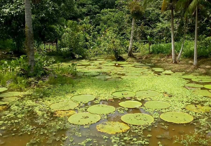 Leticia: Amazing Three Day Jungle Tours - Key highlights at a glance
