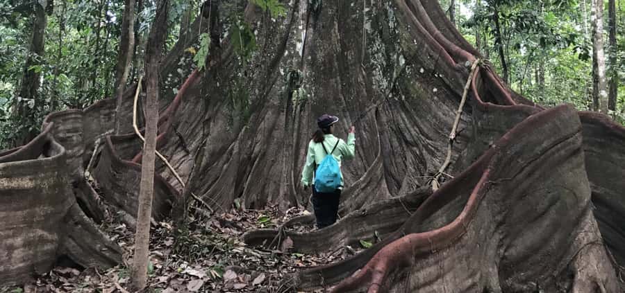 Leticia: Amazing Three Day Jungle Tours - Day 2: Crossing Into Peru, Giant Trees, Tarapoto Lakes, and Shore Wildlife
