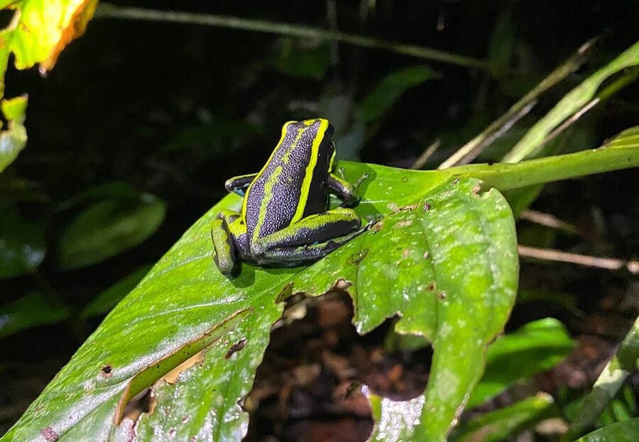 Leticia: Amazing Three Day Jungle Tours - What Guides Like Brando and Saiden Change for You
