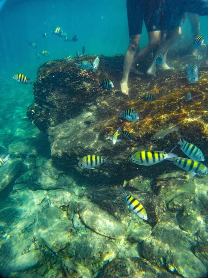 Magdalena: Tayrona Park Cruise with Snorkeling & Beaches - Remanso snorkeling: the first 40 minutes that set the mood