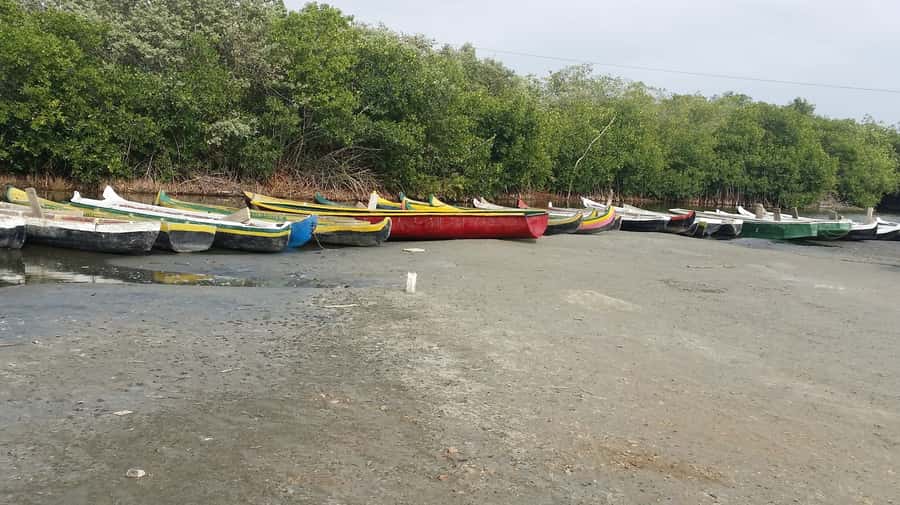 Mangroves, cultural fishing, black heritage town and lunch - Traditional Fishing Hands-On: Casting Nets Like a Local