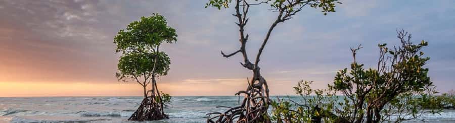 Mangroves, cultural fishing, black heritage town and lunch - The Lunch Stop: Coconut Flavors and Fresh Seafood