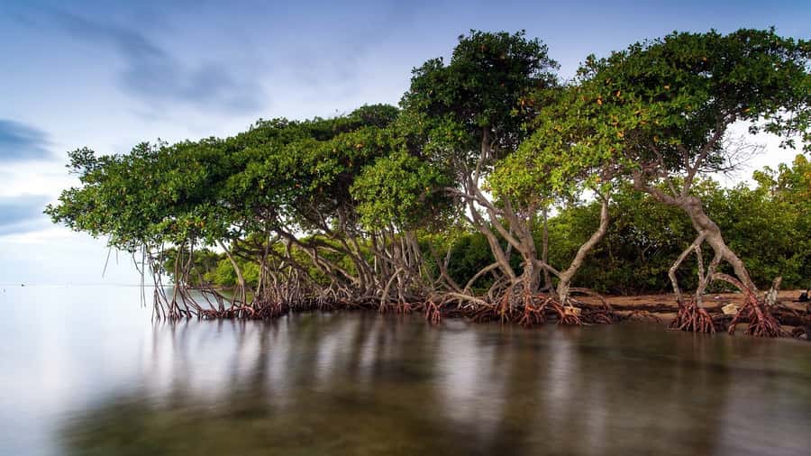 Mangroves, cultural fishing, black heritage town and lunch - Guides, Language, and the Human Touch
