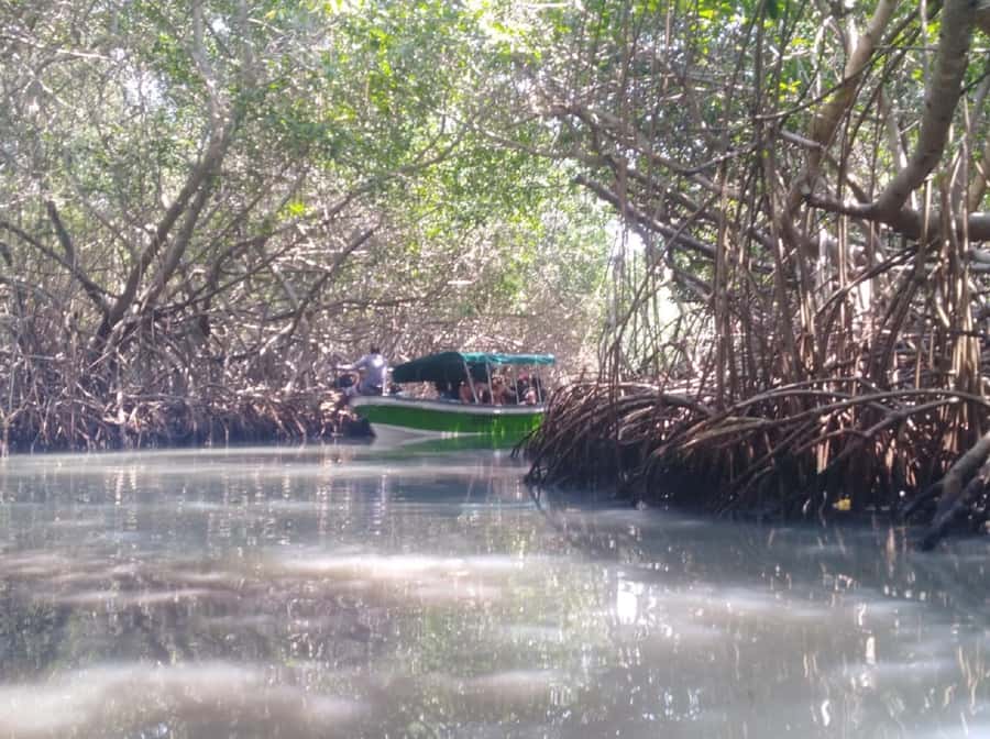 Mangroves, cultural fishing, black heritage town and lunch - Price and Value: Is $49 a Fair Deal?