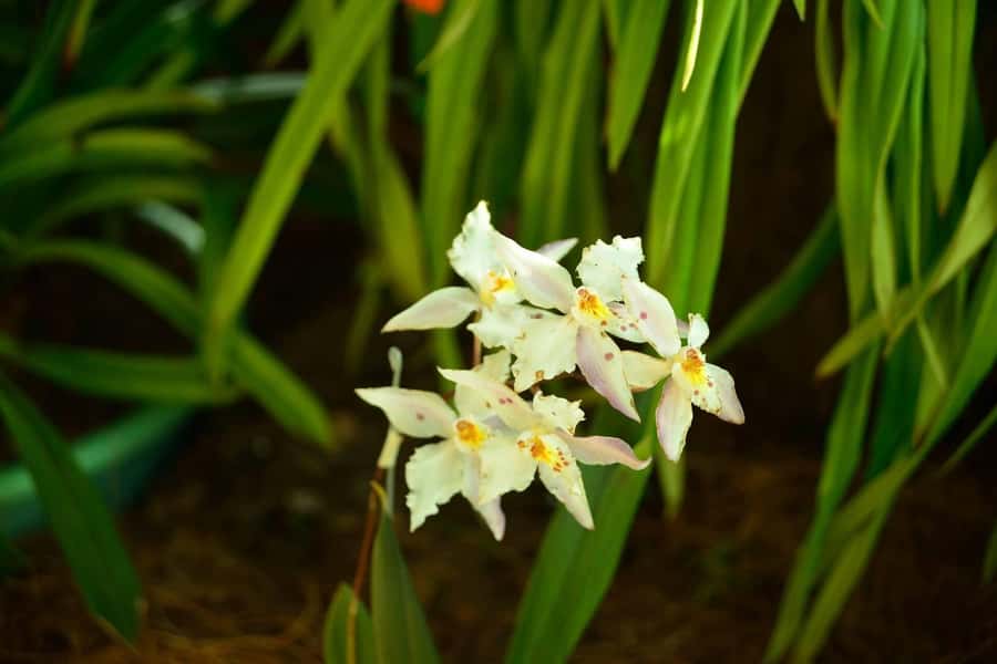 Medellín: Botanical Garden and Arvi Park City Tour - Should you book the Medellín Botanical Garden and Arví Park city tour?