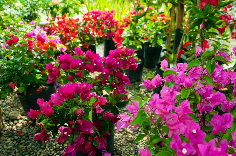 Medellín: Botanical Garden and Arvi Park City Tour - Timing, pace, and what to bring so the day feels smooth
