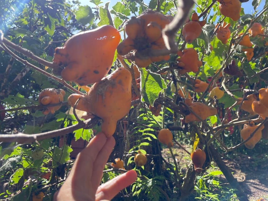 Medellín: Chocolate Tour & Exfoliation in beautiful river - Making and Packaging Your Take-Home Chocolate Bar