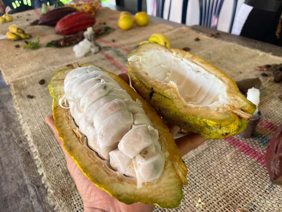 Medellín: Chocolate Tour & Exfoliation in beautiful river - Guides, Private Timing, and What the 8 Hours Really Feels Like