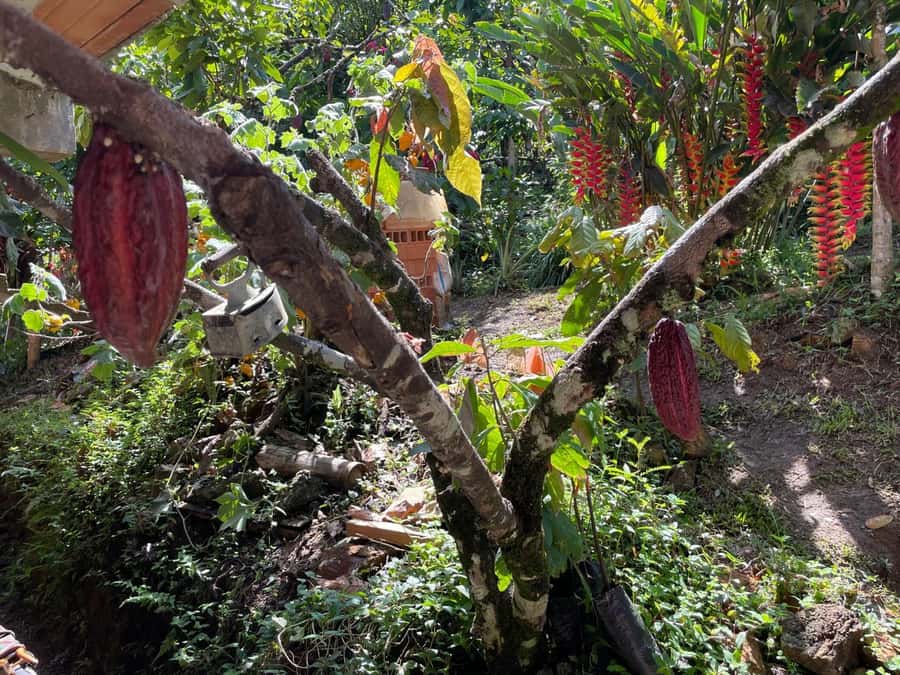 Medellín: Chocolate Tour & Exfoliation in beautiful river - Price and Value: Why $170 Can Make Sense Here