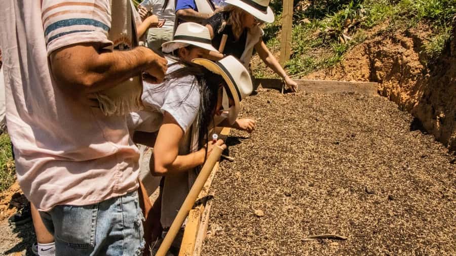 Medellin: Coffee and fruit tour - Who should book this tour, and who should skip it
