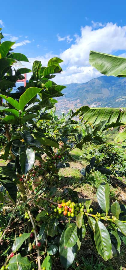 Medellin: Coffee Farm Tour & Spa with Overnight Glamping - Price and value: is $1,705 actually fair for what you get?