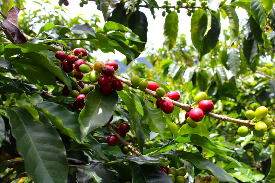 Medellín Coffee Farm Tour with Trolley and Cable Car Ride - Should You Book This Medellín Coffee Farm Tour?